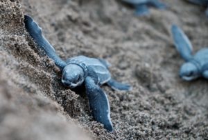 Vacation Rental Marketing