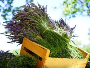 Ask an Expert: What are Expedia Collect Packages?